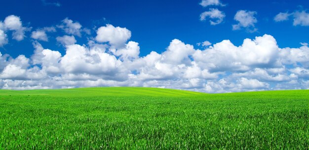 Field on a background of the blue sky