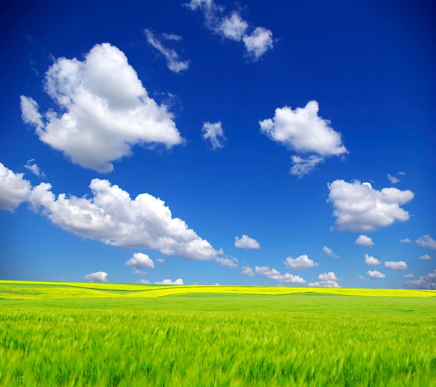 Field on a background of the blue sky