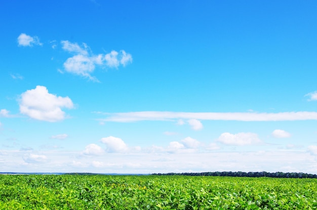 Field on a background of the blue sky