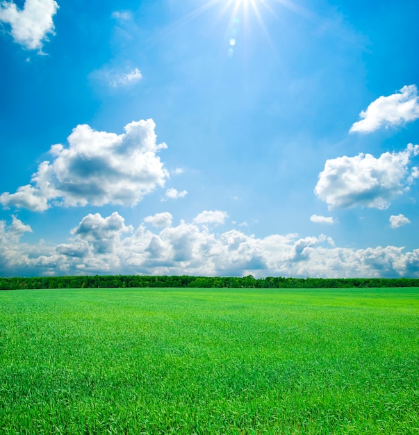 Field on a background of the blue sky