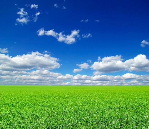 Field on a background of the blue sky