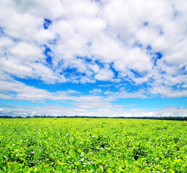 Field on a background of the blue sky