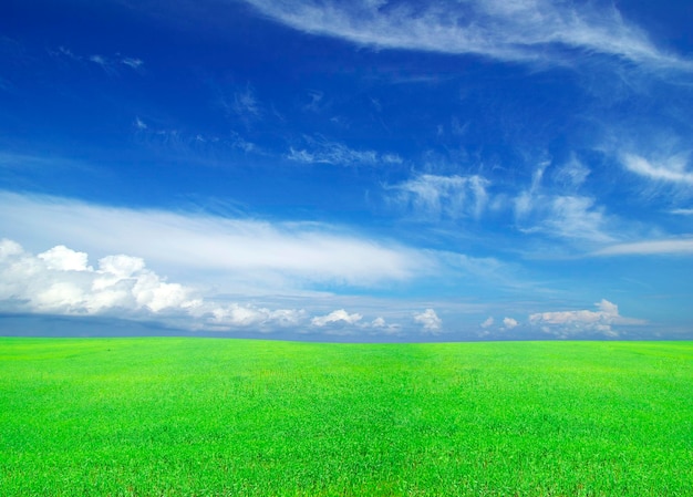 Field on a background of the blue sky