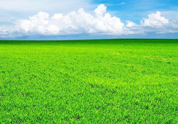 Field on a background of the blue sky