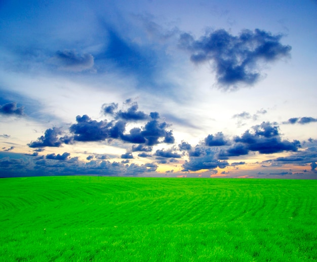 Field on a background of the blue sky