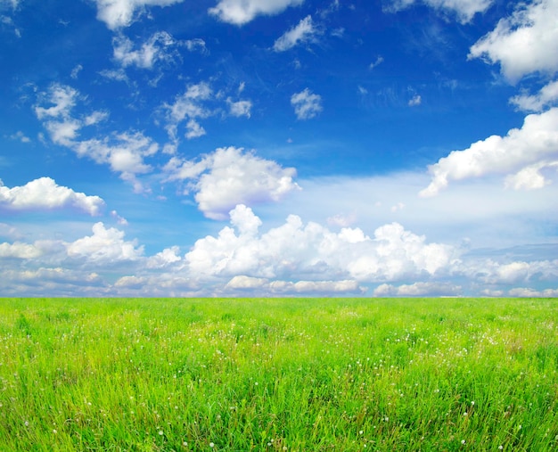 Field on a background of the blue sky