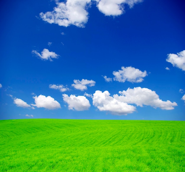 Field on a background of the blue sky