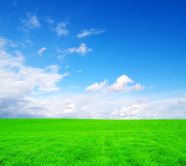 Field on a background of the blue sky