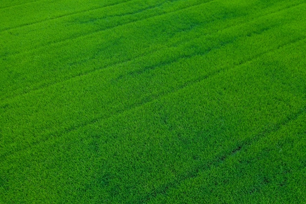 フィールドの背景、上面の風景、自然