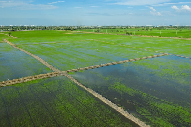 field background, top view landscape, nature