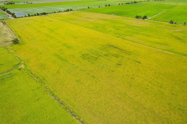 Field background top view landscape nature