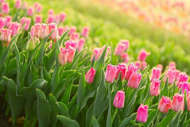 Field of beautiful blooming tulips