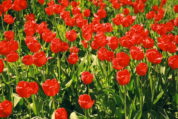 Field of beautiful blooming tulips