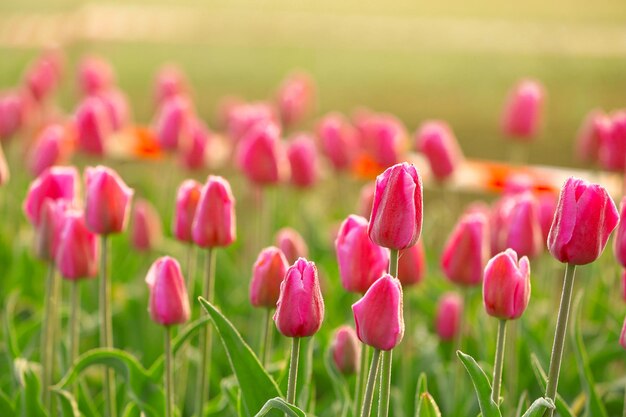 Field of beautiful blooming tulips