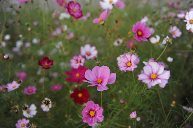 韓国の美しいピンクと紫の野の花畑