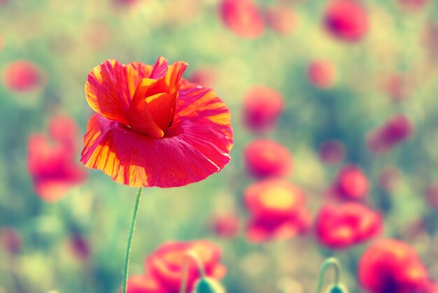 Field of beautiful red poppies with green grass. Instagram like filter