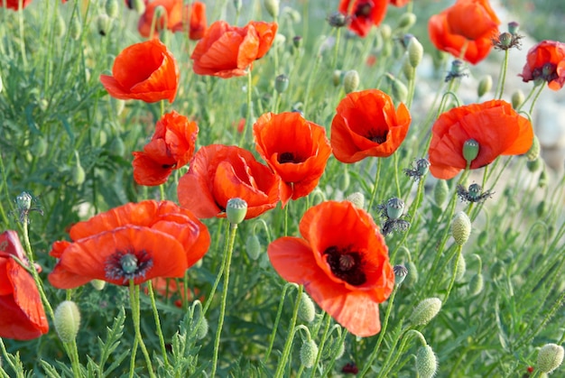 Field of beautiful red poppies with green grass