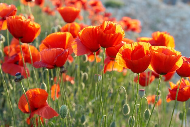 Field of beautiful red poppies with green grass