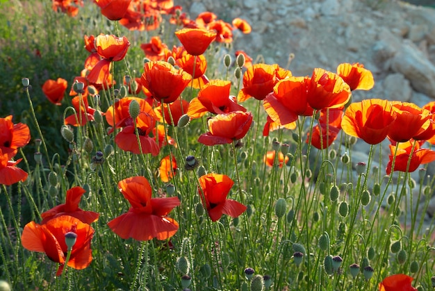 Field of beautiful red poppies with green grass