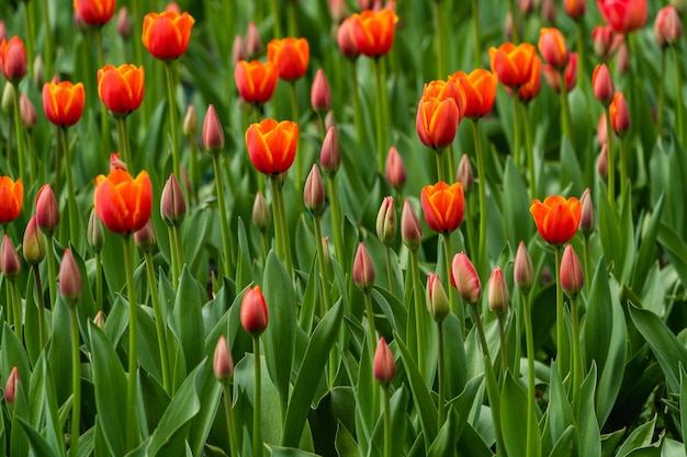 Field of beautiful red tulips flowers blooming in spring garden outdoors