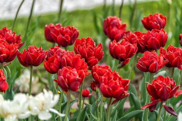 Field of beautiful red tulips flowers blooming in spring garden outdoors