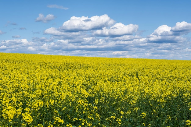 Field of beautiful springtime golden flower of rapeseed canola colza in Latin Brassica napus with sky background and beautiful clouds rapeseed is plant for green industry
