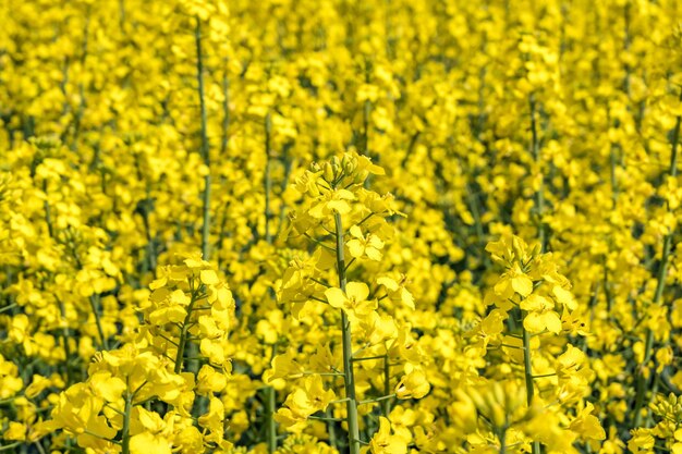 Field of beautiful springtime golden flower of rapeseed with blue sky canola colza in Latin Brassica napus with rural road and beautiful cloud rapeseed is plant for green industry