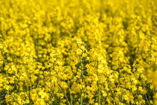 Field of beautiful springtime golden flower of rapeseed with blue sky canola colza in Latin Brassica napus with rural road and beautiful cloud rapeseed is plant for green industry