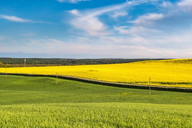 Campo del fiore dorato di bella primavera del seme di ravizzone con cielo blu