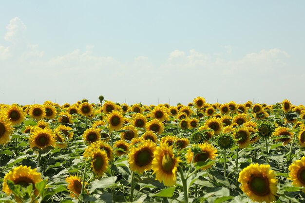 Field of beautiful sunflowers against sky