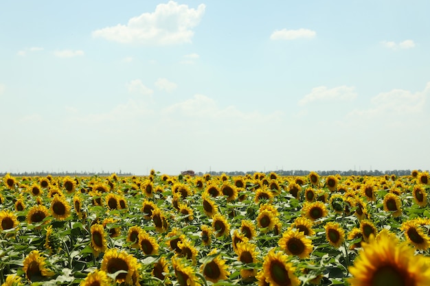 Field of beautiful sunflowers against sky