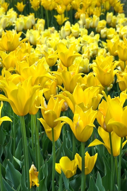 Campo di bellissimi tulipani gialli primavera sullo sfondo della natura