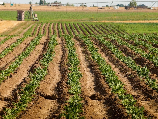 Field of beets.