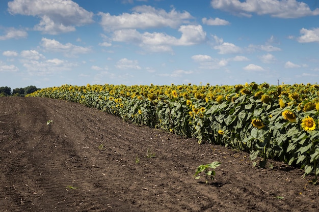 Field of blooming bright yellow sunflowers on a summer day background