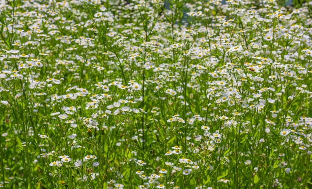 Field of blooming chamomile pharmacy close up