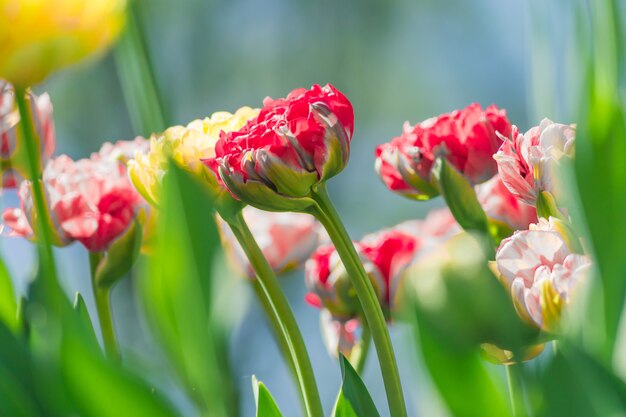 Field of blooming multicolor tulips. Flower background. Summer garden landscape