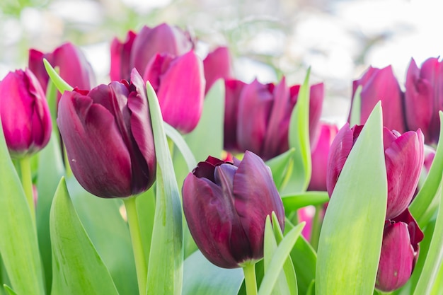 咲く色とりどりのチューリップ、庭の春の花のフィールド