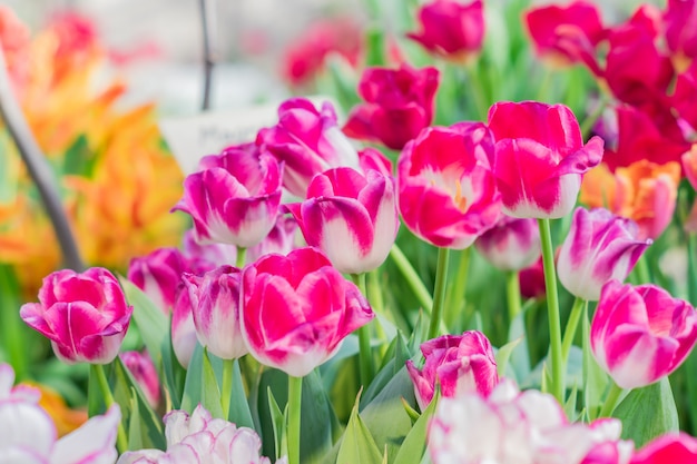 Field of blooming multicolored tulips