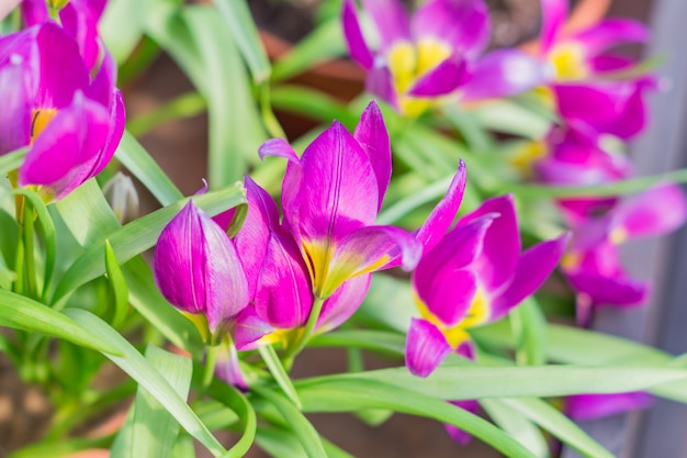 Field of blooming multicolored tulips