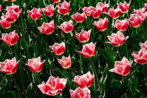 Field of blooming pink tulips. Summer garden landscape.