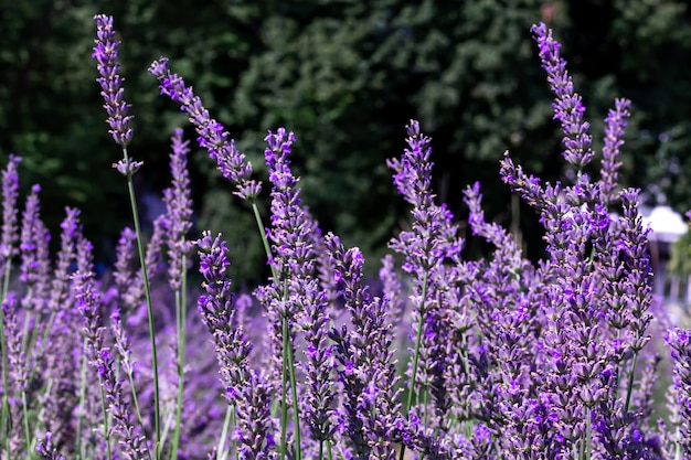 A field of blooming purple lavender during flowering