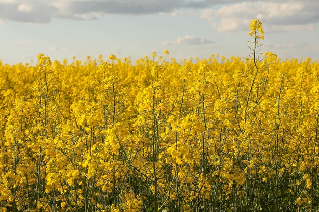 雲と青空を背景に咲く菜種のフィールド