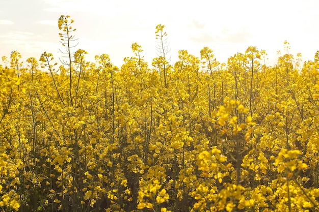 Field of blooming rapeseed on a background of blue sky with clouds