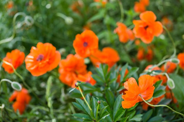 Field of blooming red poppies in early summer.