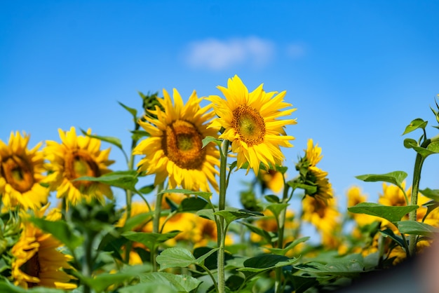 Field of blooming sunflowers against the blue cloudy sky