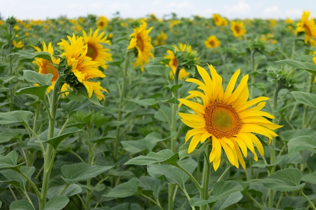 Field of blooming sunflowers against the blue skyTextured background natural background