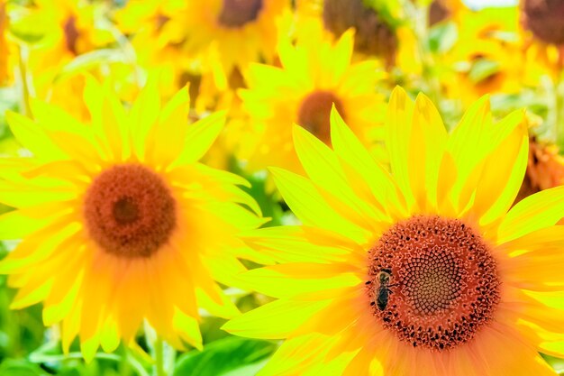 A field of blooming sunflowers against a colorful sky