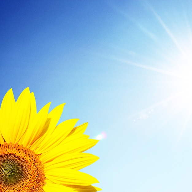 Campo di girasoli in fiore su uno sfondo azzurro del cielo