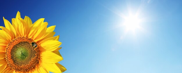 Field of blooming sunflowers on a background blue sky