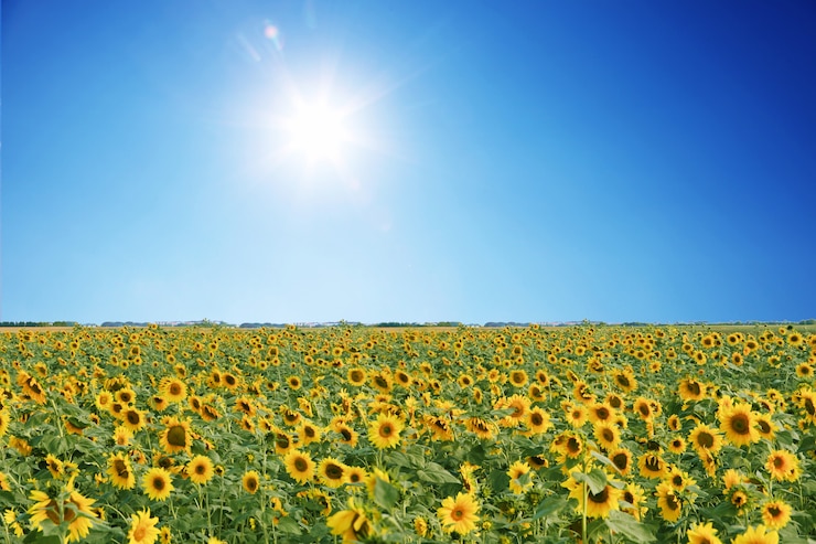 Photo field of blooming sunflowers on a background blue sky